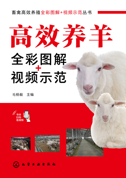 畜禽高效养殖全彩图解＋视频示范丛书--高效养羊全彩图解+视频示范